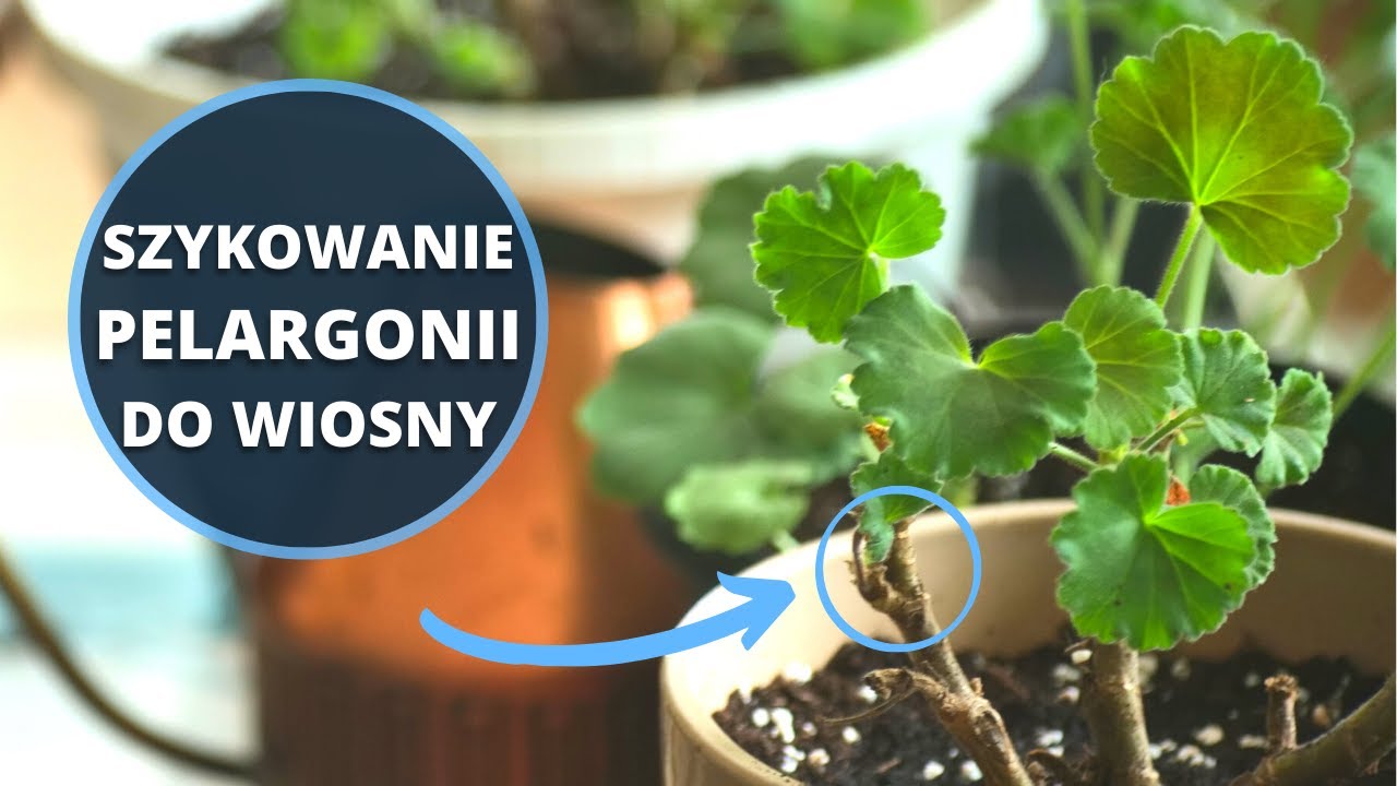 PELARGONIA wybudzanie po zimie. Jak przygotować pelargonię do wiosny