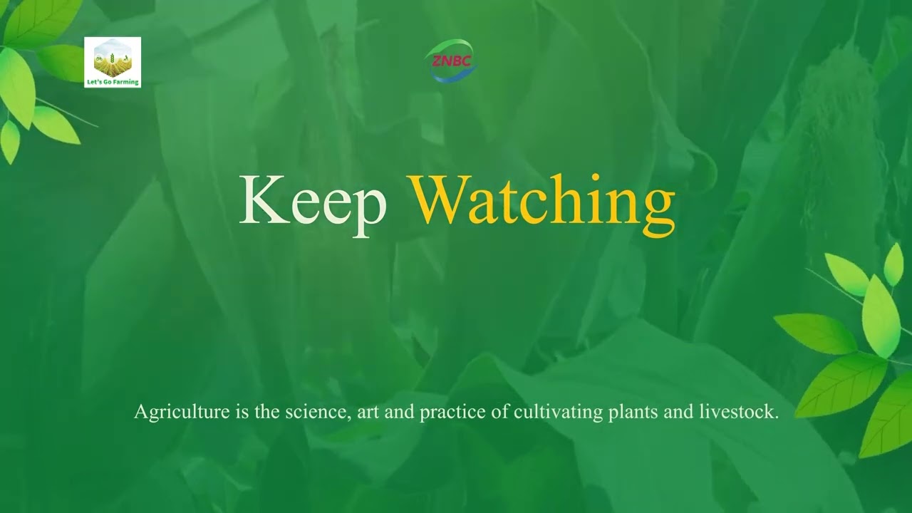 Okra planting with Felix Daka