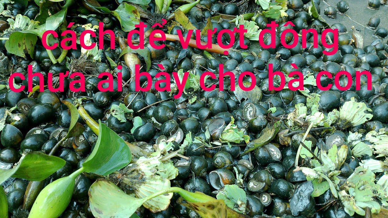 Ốc nhồi vượt đông cần chú ý ?