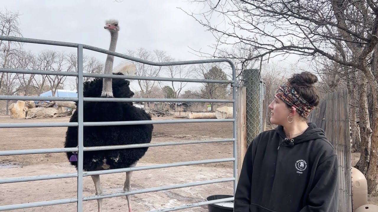Meet Dusty, Everyone's Favorite Ostrich