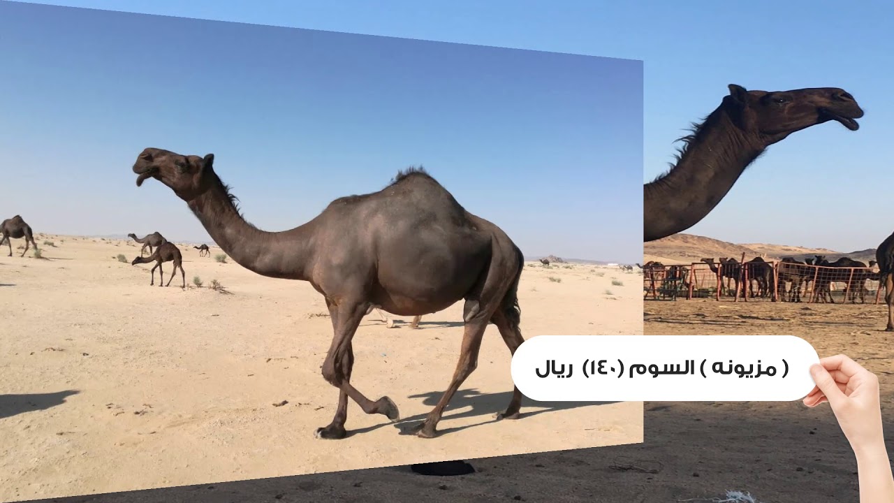 اعلان عن بيع ابل مجاهيم