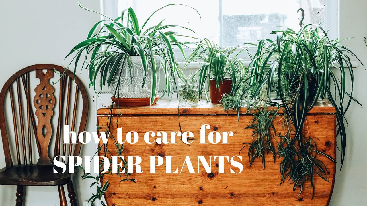 SPIDER PLANT CARE and PROPAGATION 》chlorophytum comosum #houseplants