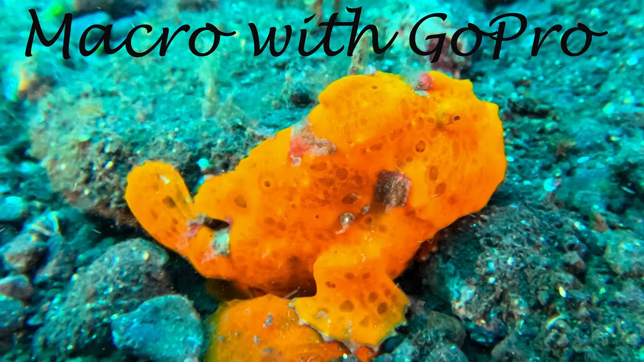 GoPro Underwater Macro with Macromate Mini