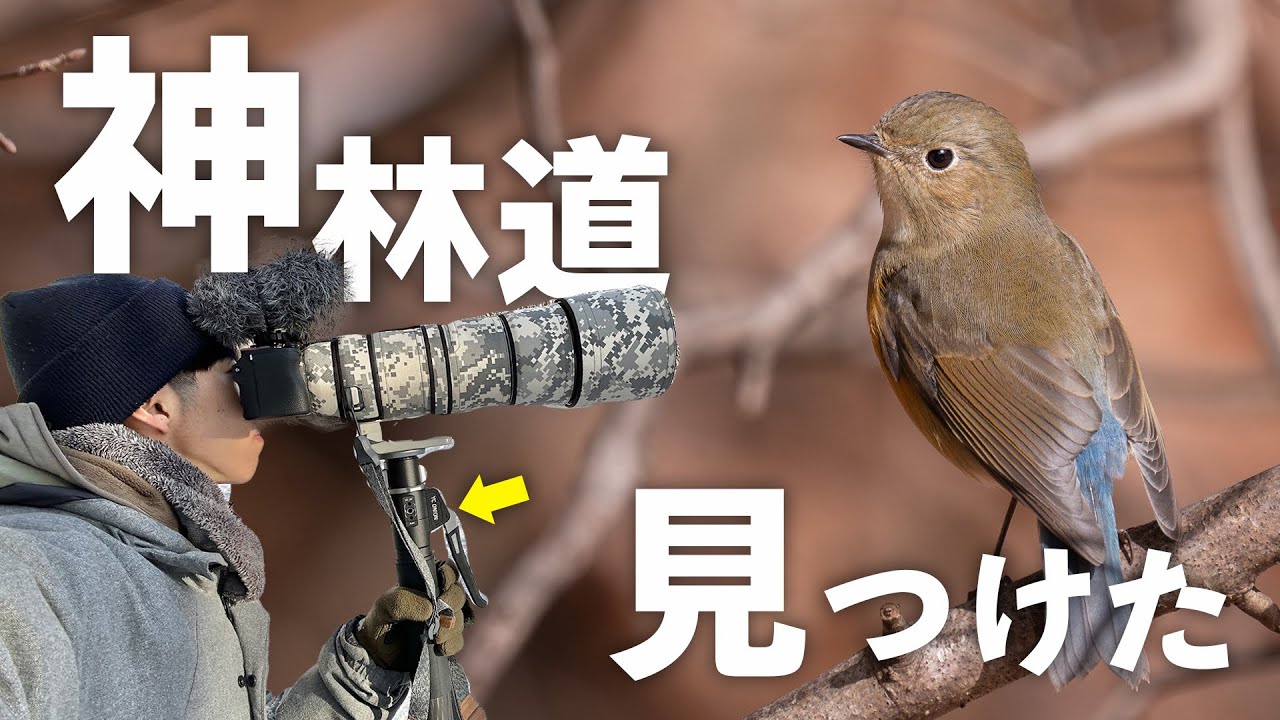 【近すぎ】冬のオールスターが揃う神林道を見つけました 《α6700野鳥撮影》