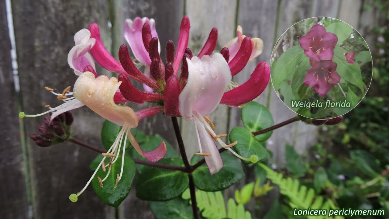 Caprifoliaceae - UK wildflowers - Five-minute families