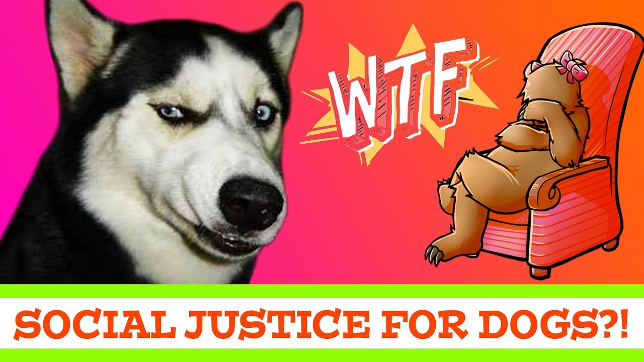 SOCIAL JUSTICE FOR DOGS?!