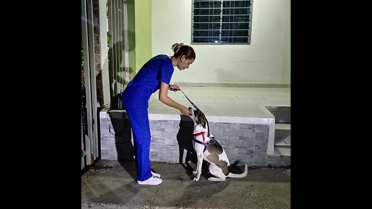 Adiestramiento básico canino