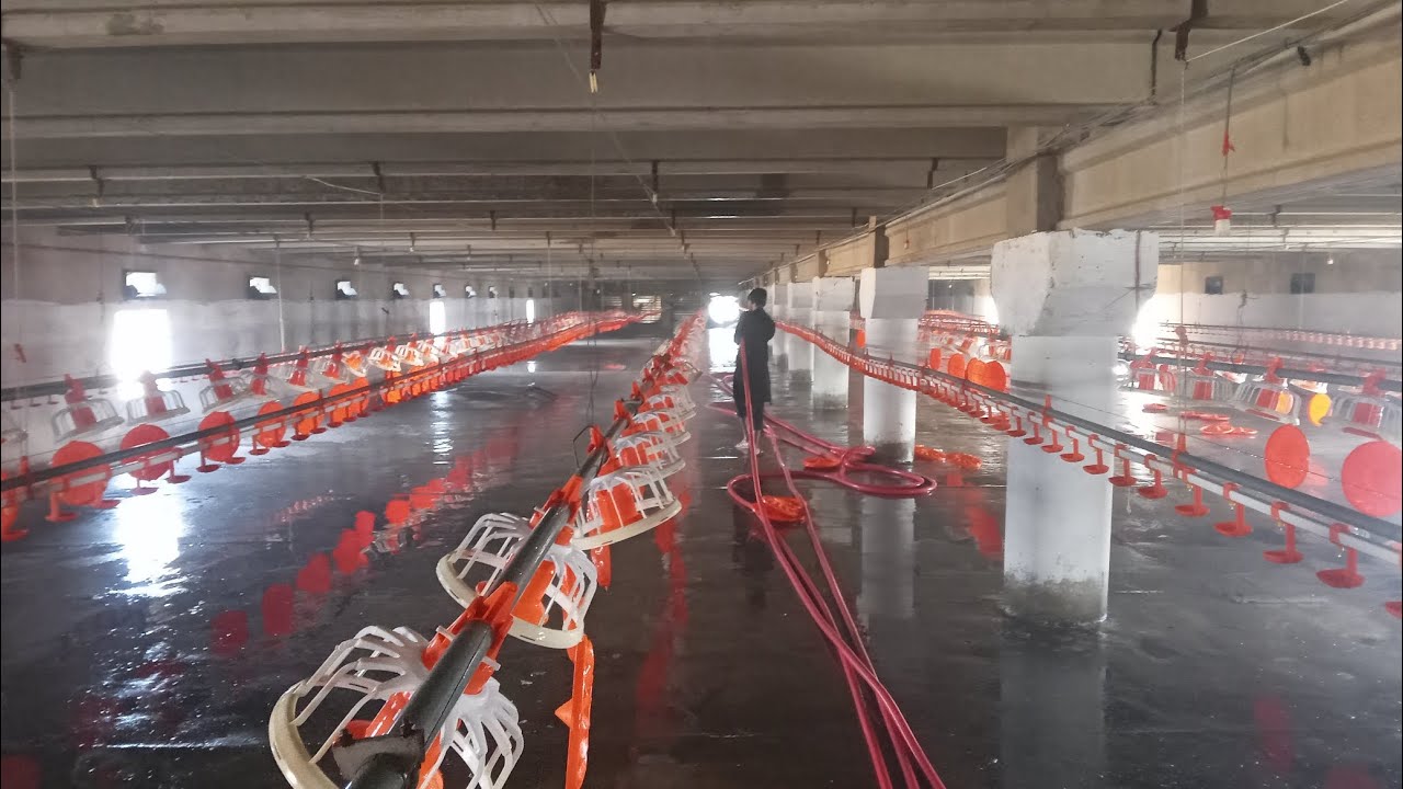 Poultry farm feed line wash and water line wash 