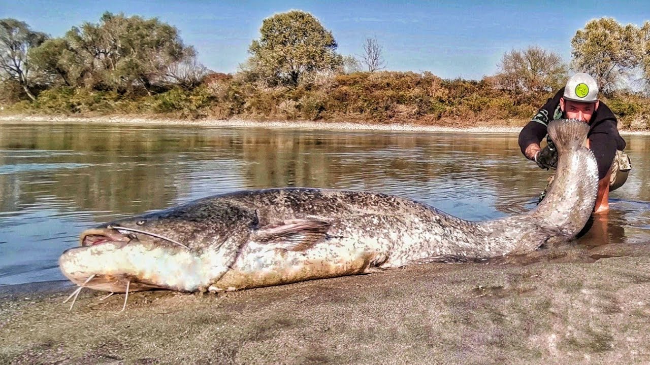 Pesca del pesce Siluro sul Grande Fiume Po by Yuri Grisendi