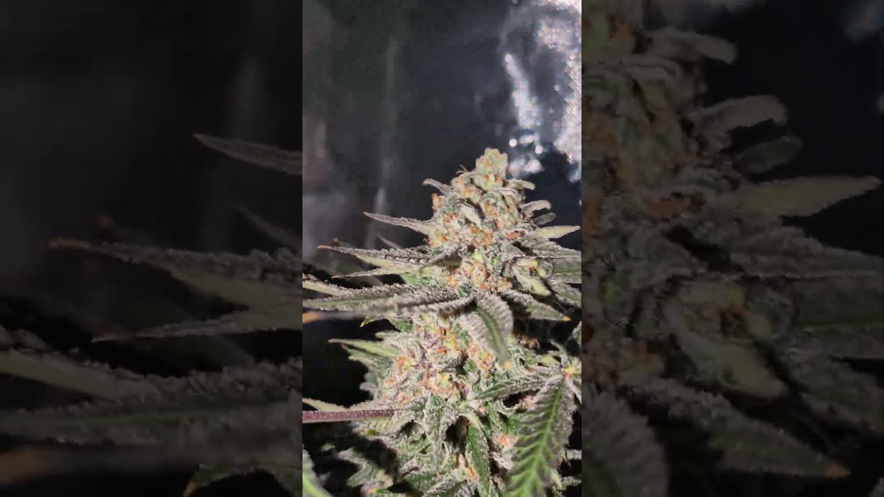 Blue Dream 36hrs of darkness!