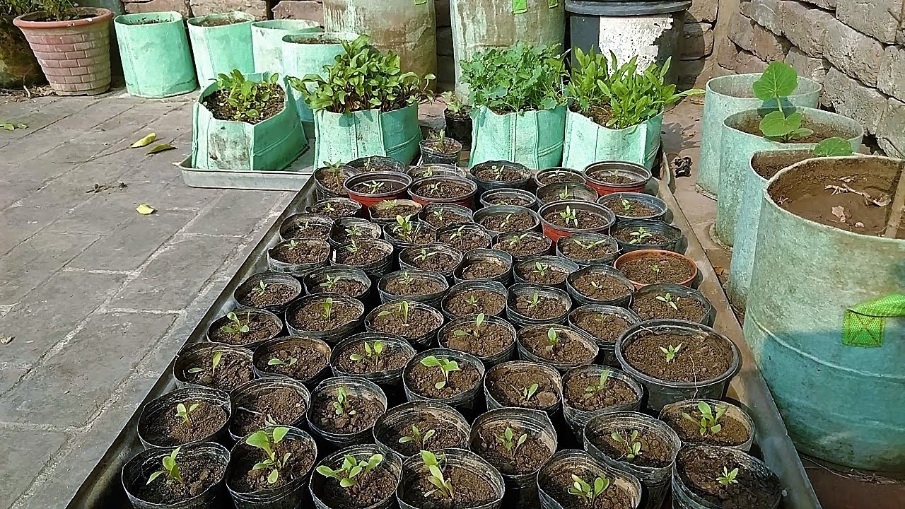 Vegetable Garden Update 7 October to 28 October Excellent Result