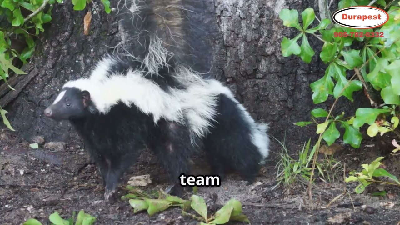 Durapest, a leader in humane and effective wildlife removal.