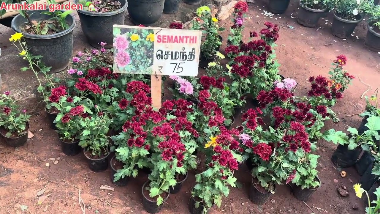 Mondaikadu festival nursery garden vlog/ sp nursery garden kulithurai/