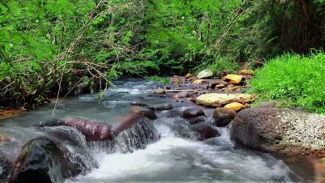 4 Hours of Relaxing River Sounds | Tropical Forest Stream Ambience for Deep Sleep