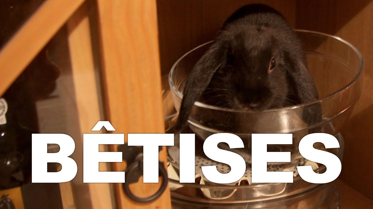 Les bêtises de mes lapins