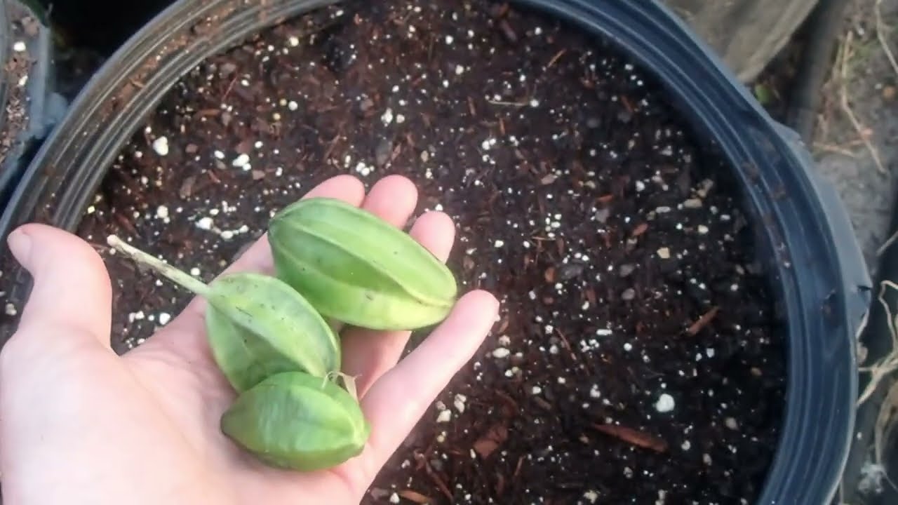 Growing Louisiana  Iris from seeds Part 1