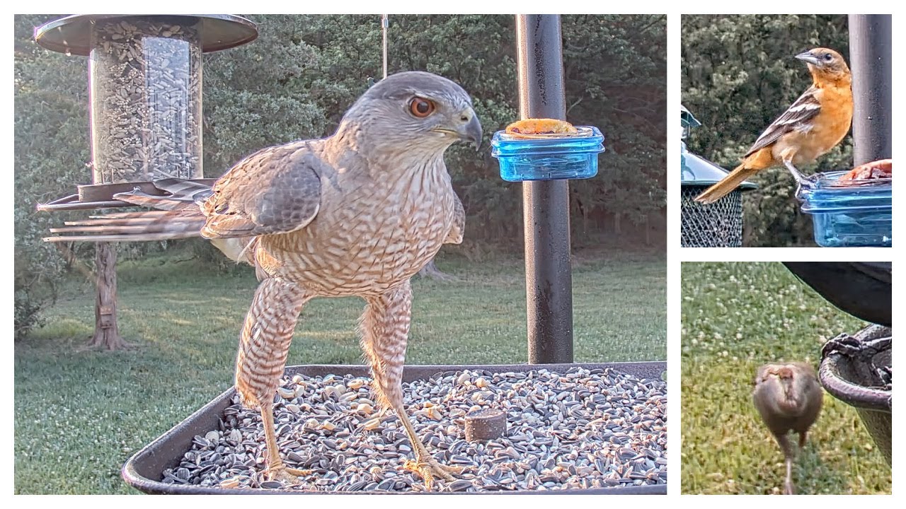 Live Bird Feeder and Wildlife Cam HIGHLIGHTS - Week of 06-04-23