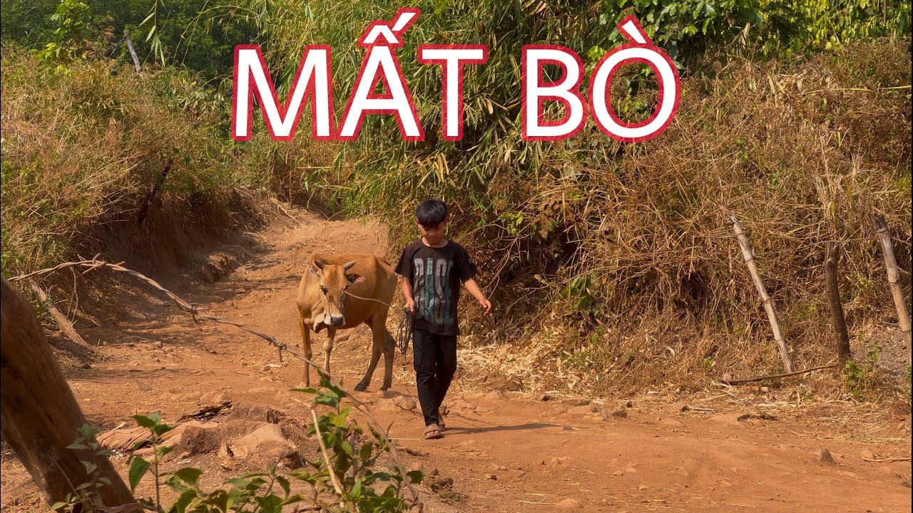 MẤT BÒ | SIU SIN |