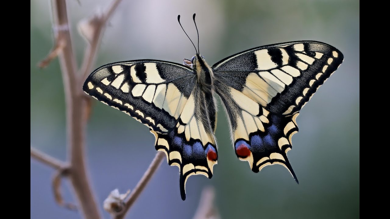 Schwalbenschwanz - Von der Raupe zum Schmetterling