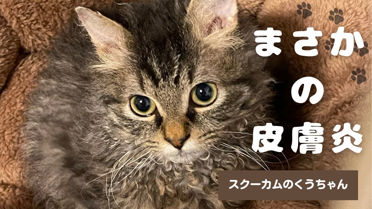 【猫の皮膚炎】これって大丈夫？猫の皮膚トラブル