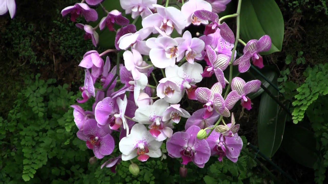 Orchid Show 2012 - New York Botanical Gardens