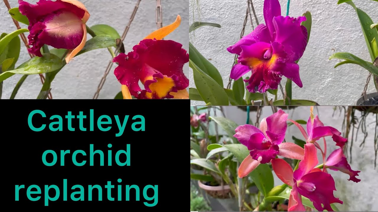 Cattleya orchid replanting |കാറ്റ്ലിയ ഓർക്കിഡ്