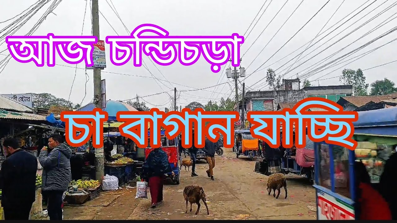 চণ্ডী চড়া চা বাগান যাচ্ছি 
