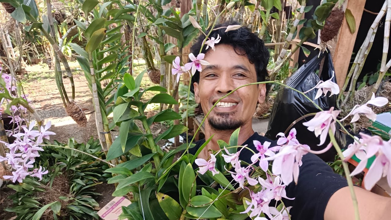Dendrobium Albertine Jadul wa 085888822612