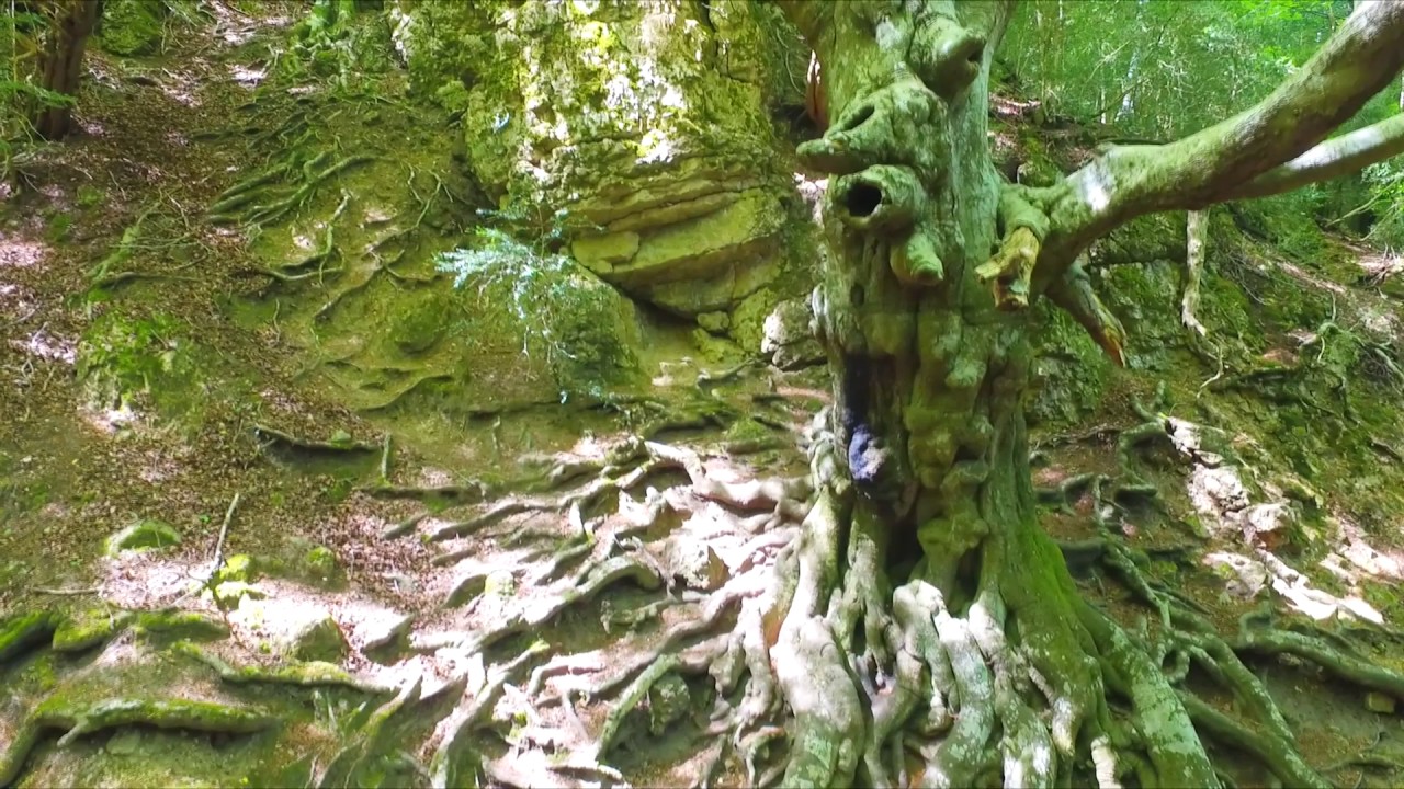 Parc Natural dels Ports i Faig Pare.