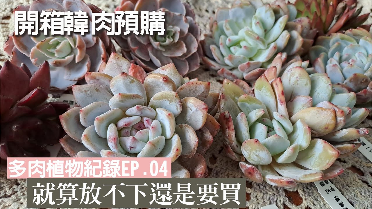 多肉種植紀錄EP.04 開箱雅蘭預購韓肉，花架要擺不下了! #succlents #plants #echeveria #vlog #多肉植物