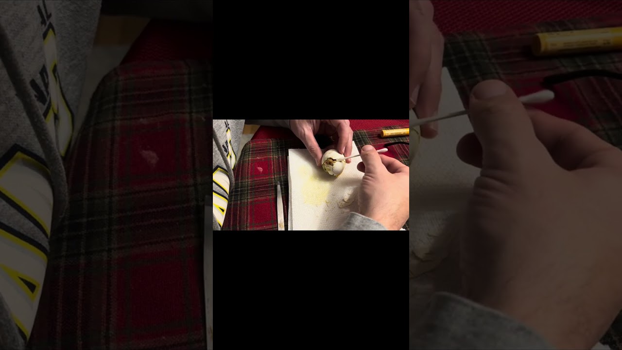 This Chick Couldn't Hatch Alone — AReal-Life Rescue