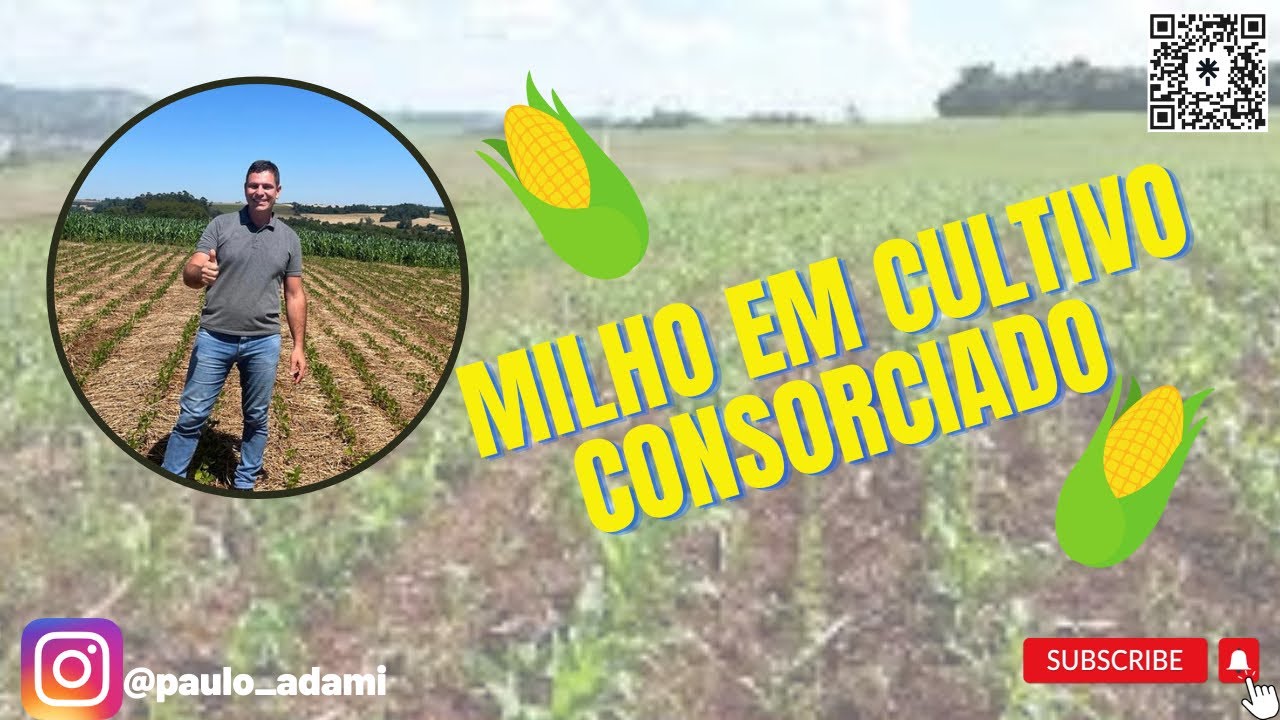 Consórcio milho com mix de plantas