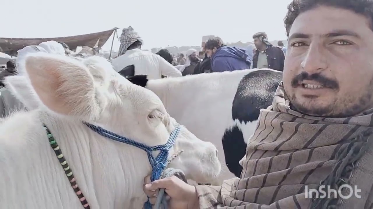 Pullqambar Mandi min khoobsoorat ziada dooodh wali cows 