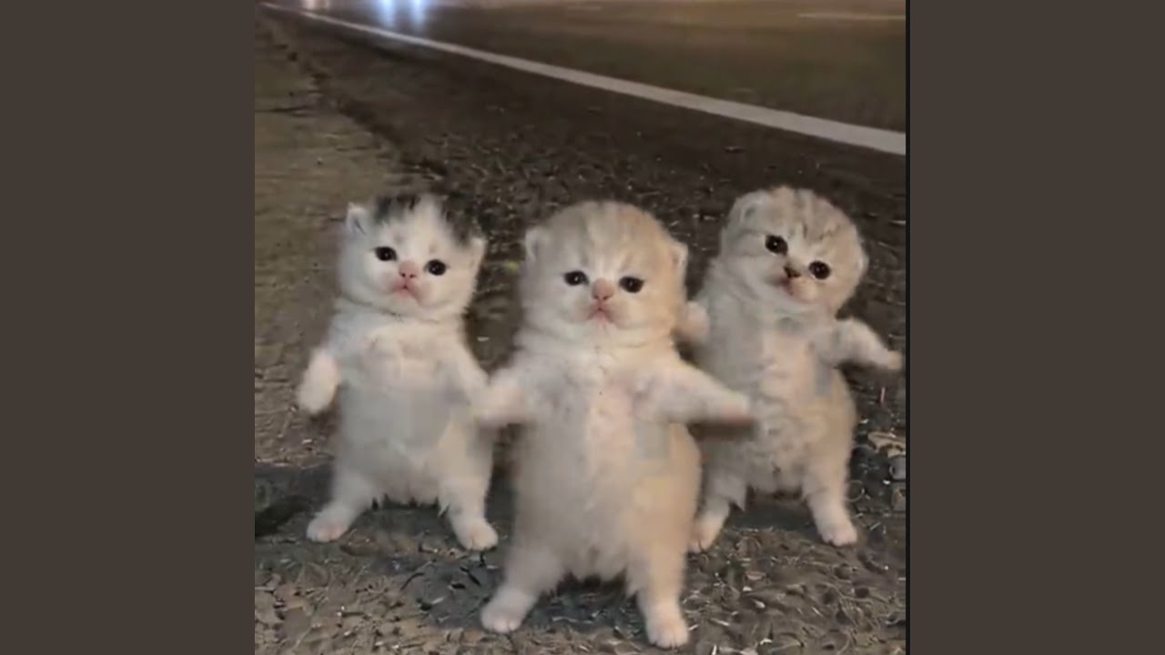 Cool ( That Or That ) (Best Part Looped + Viral Version)