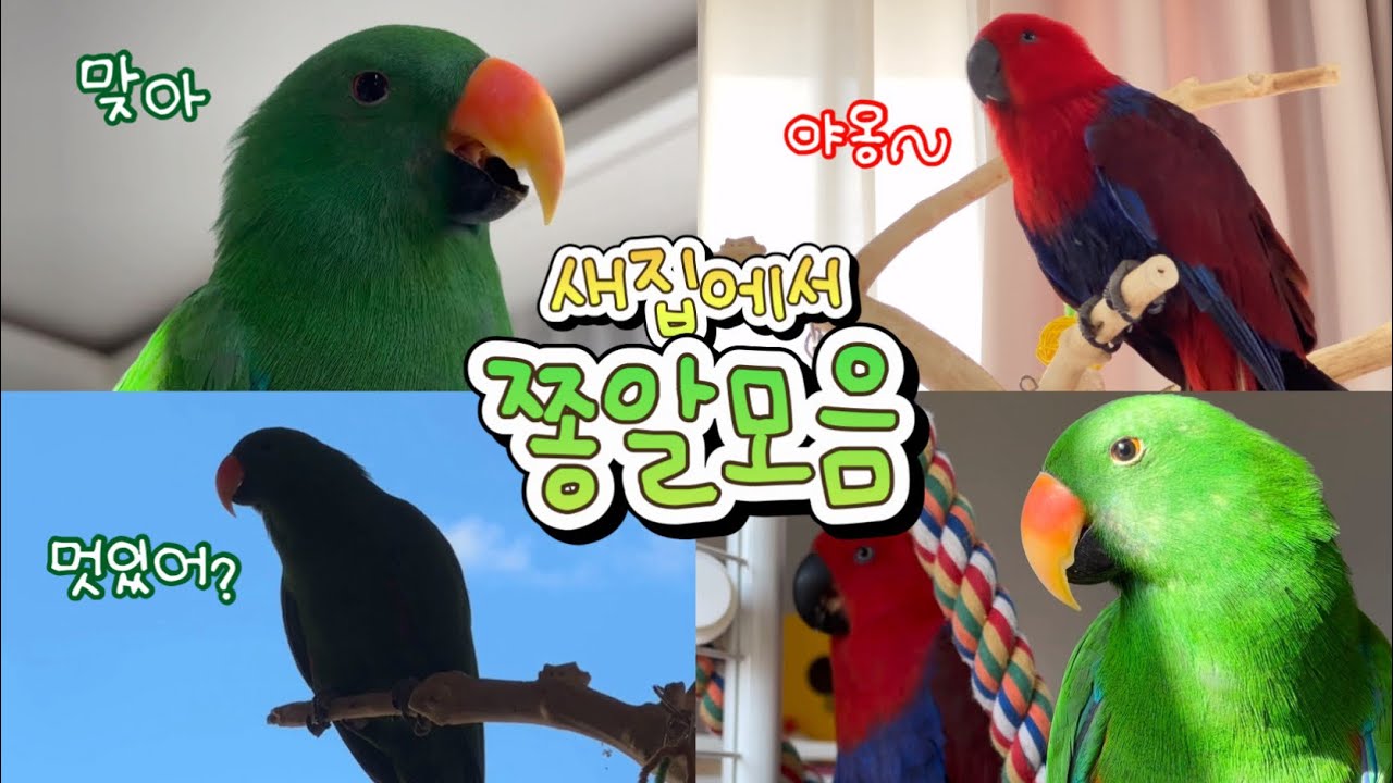 [지구젤리/쫑알] 새로운 곳에서도 여전히 잘 쫑알거리는 앵무새들💚❤️ / 엄마랑 티키타카 / 고양이🐱? / 맞아모음