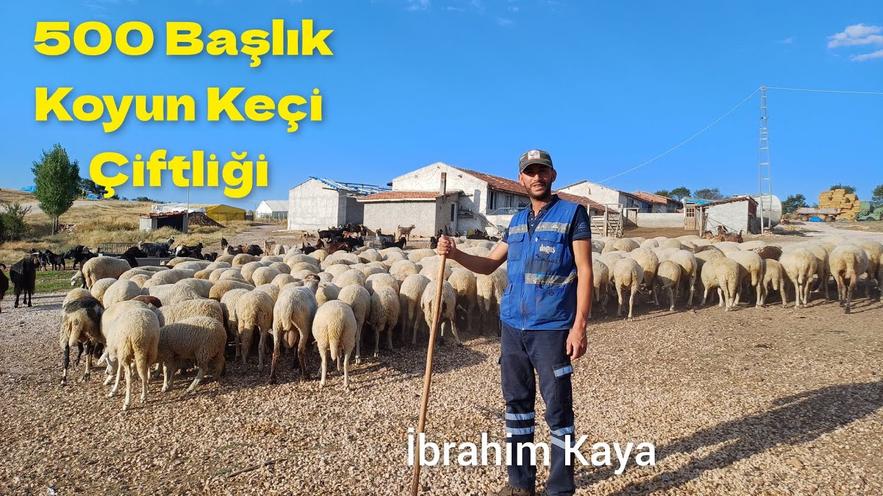 500 Adet Küçükbaş Çiftliği - Bakım ve Besleme Detayları - Üçsaray Köyü #hayvancılık #çiftlik