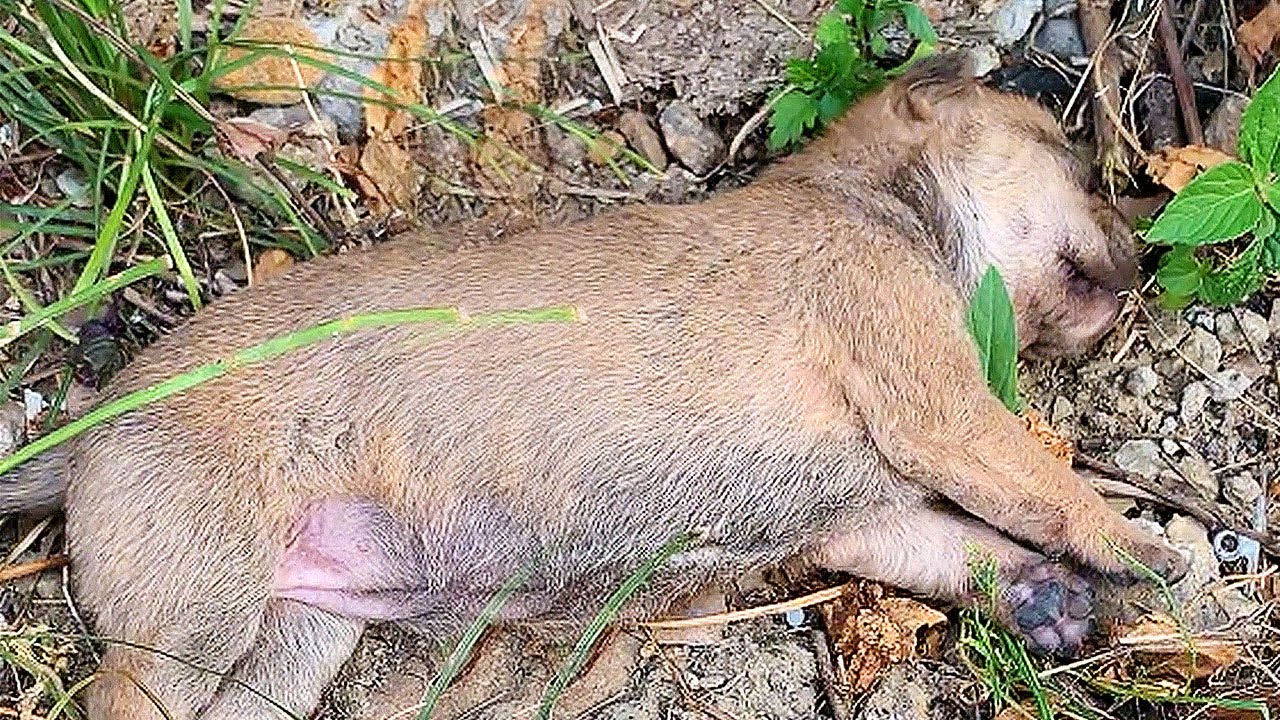 На дороге увидел бездыханную собачку, но она воскресла, когда я привёл её домой