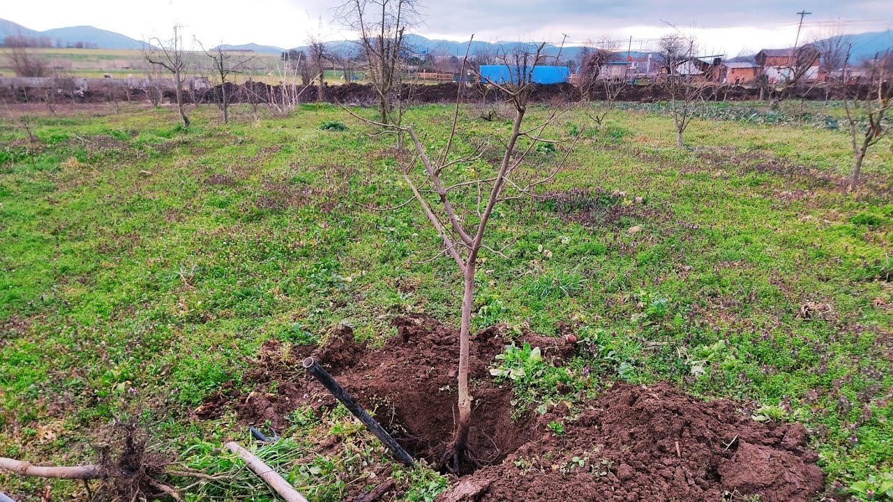 Ağaçlarda Yer Değişimi, Kök Budaması ve Bakımı