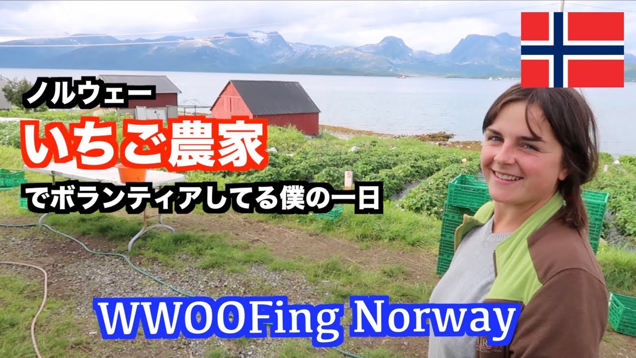 ノルウェーのイチゴ農家でボランティアしてる僕の一日【WWOOF】