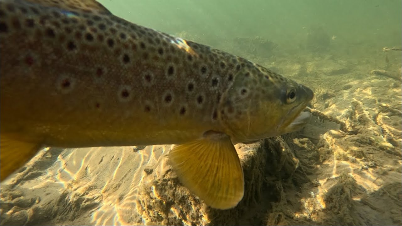 Smashing Tons of Brown Trout in shallow rivers!!! #fishing #browntrout #colorado 