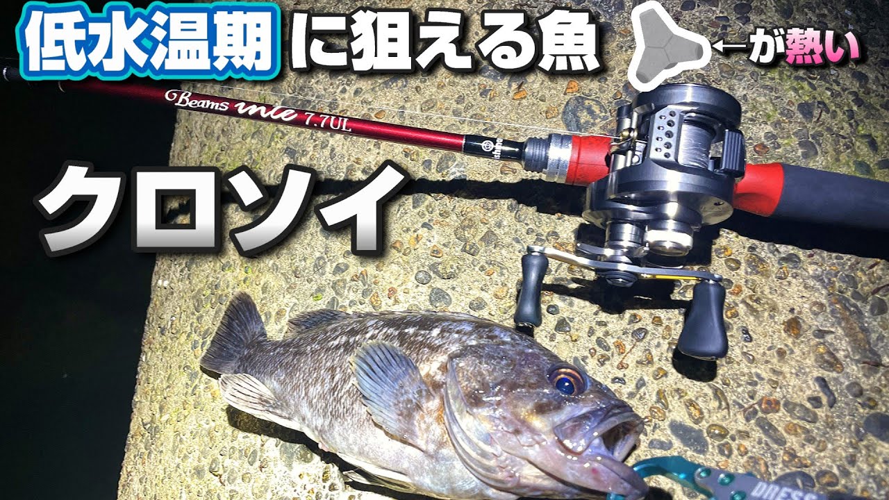 クロソイ釣り　冬から春がハイシーズンの根魚　ロックフィッシュ