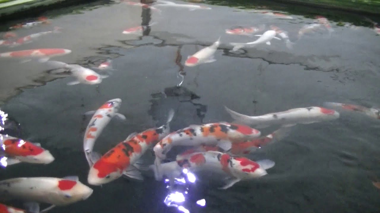 ChatterKoi Koda Goshiki Grow & Show