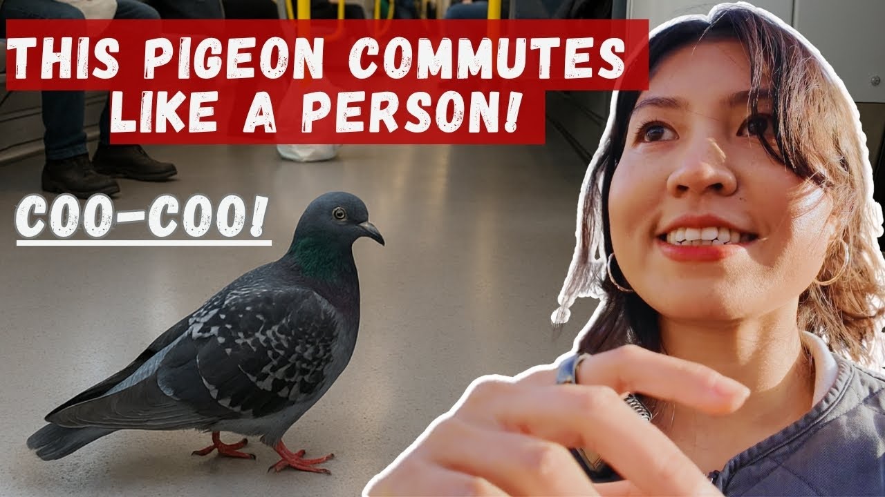 I Followed A Pigeon On Its Way To Work On Stockholm’s Metro🇸🇪🚈 