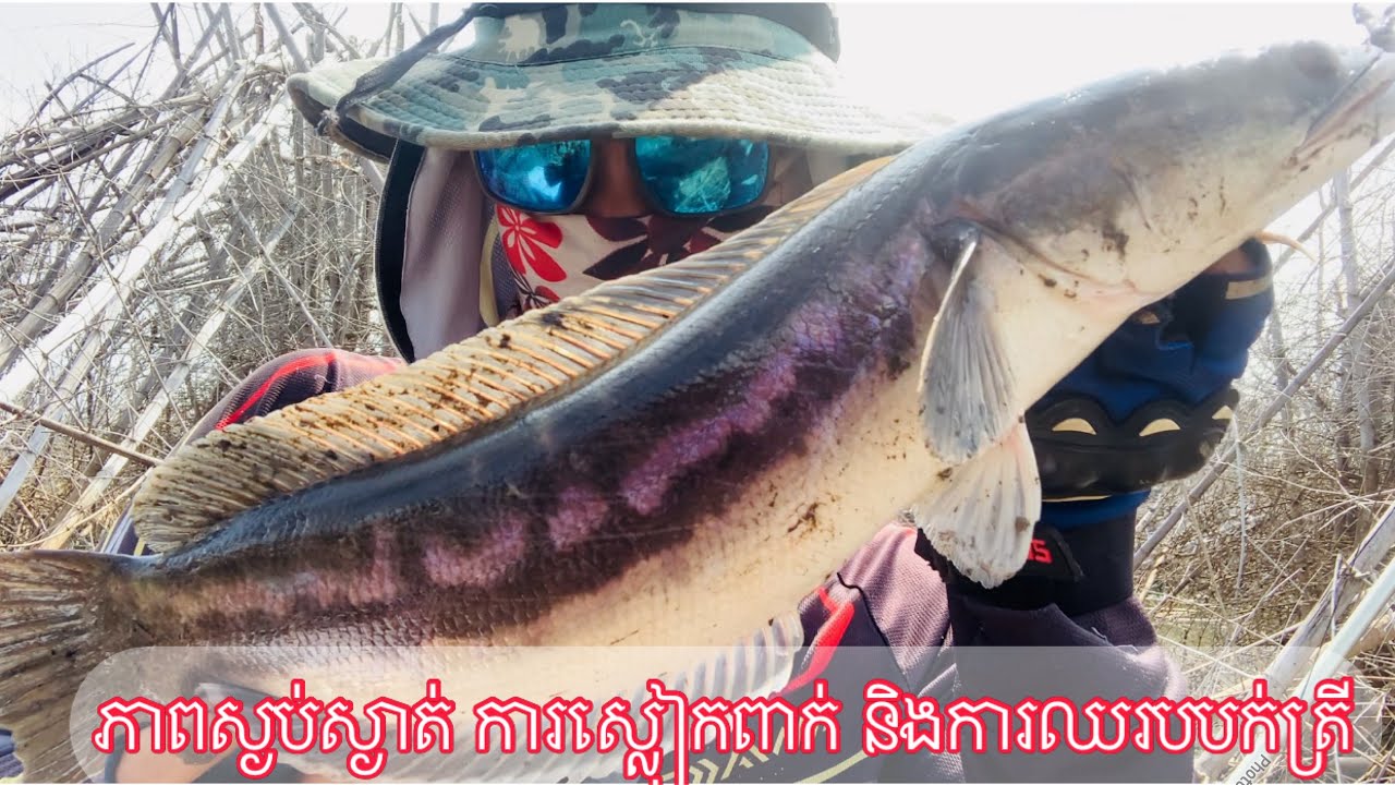 Snakehead Fish Fishing
