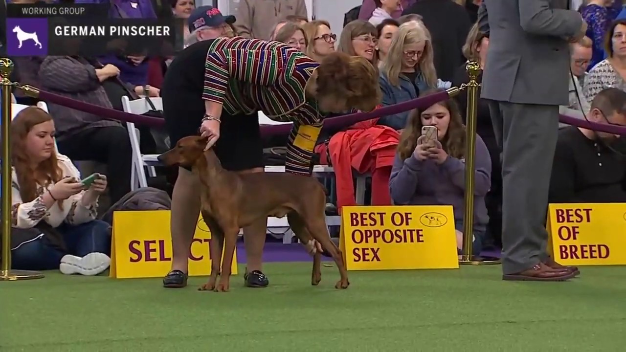 German Pinschers | Breed Judging 2020