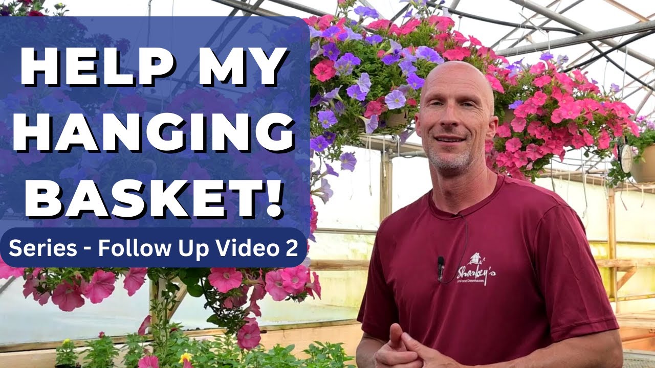 HELP My Hanging Basket Follow Up - Check Out The New Growth in Just One Week!