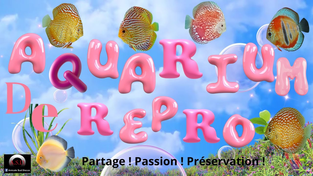 L'aquarium de reproduction à Discus