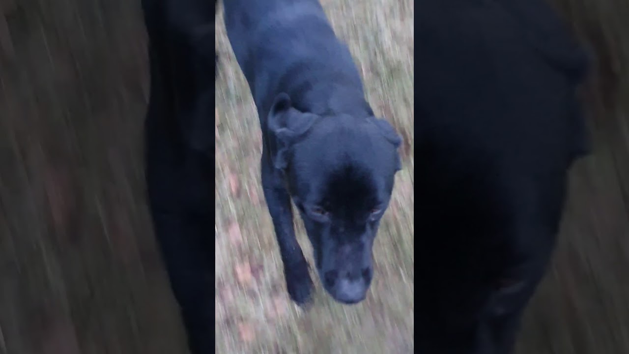 4 BLIND RETRIEVES on new ground for WILSON & JINX