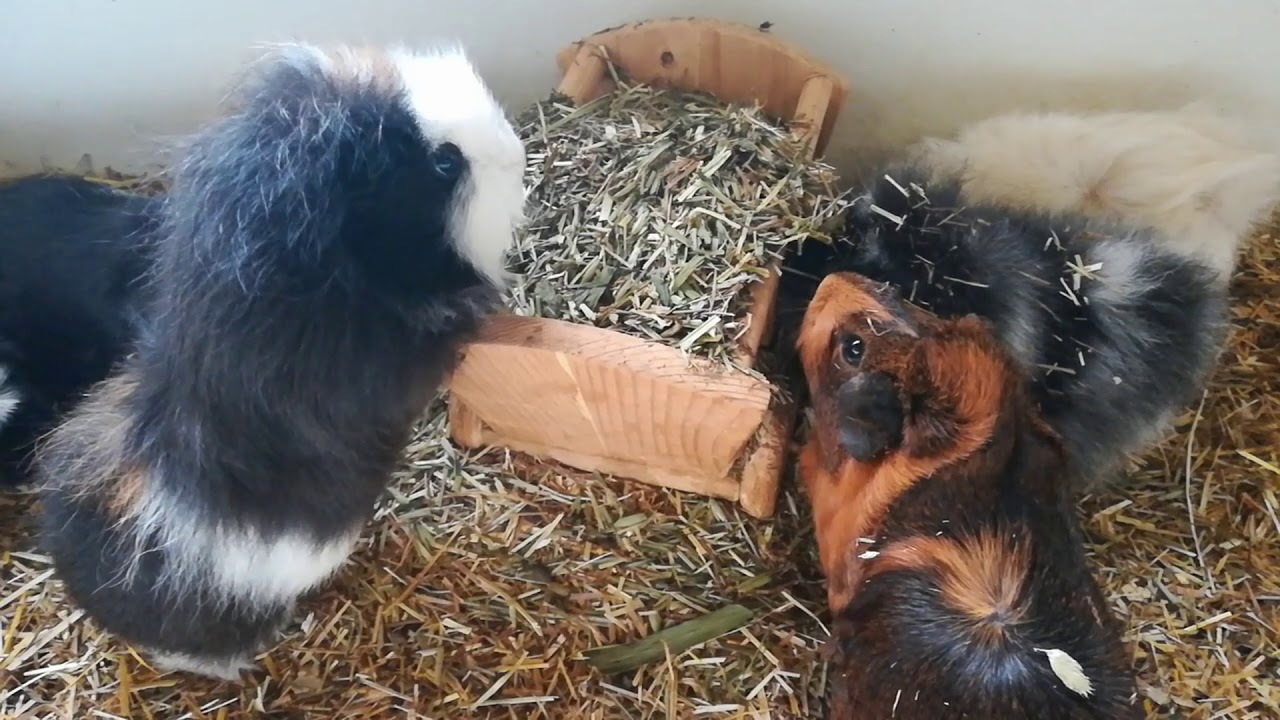 Beestenplein Pootjes 07 | Hoe maak je cavia's tam en wat kun je verwachten?