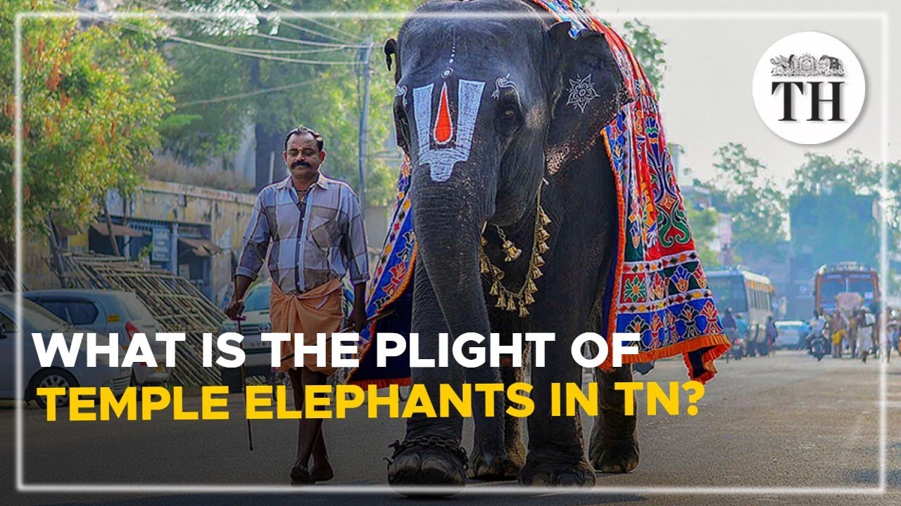 What is the plight of temple elephants in TN? | The Hindu